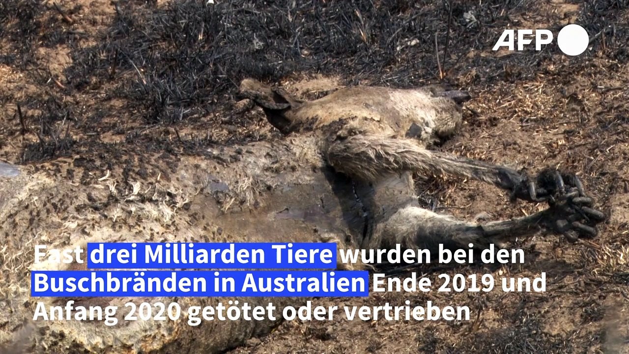 Australien: drei milliarden tiere opfer von buschbränden