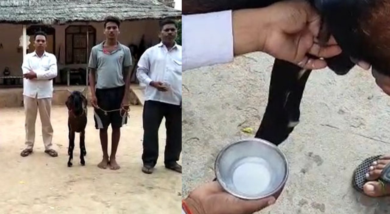 गजब ! राजस्थान के इस गांव में है दूध देने वाला...