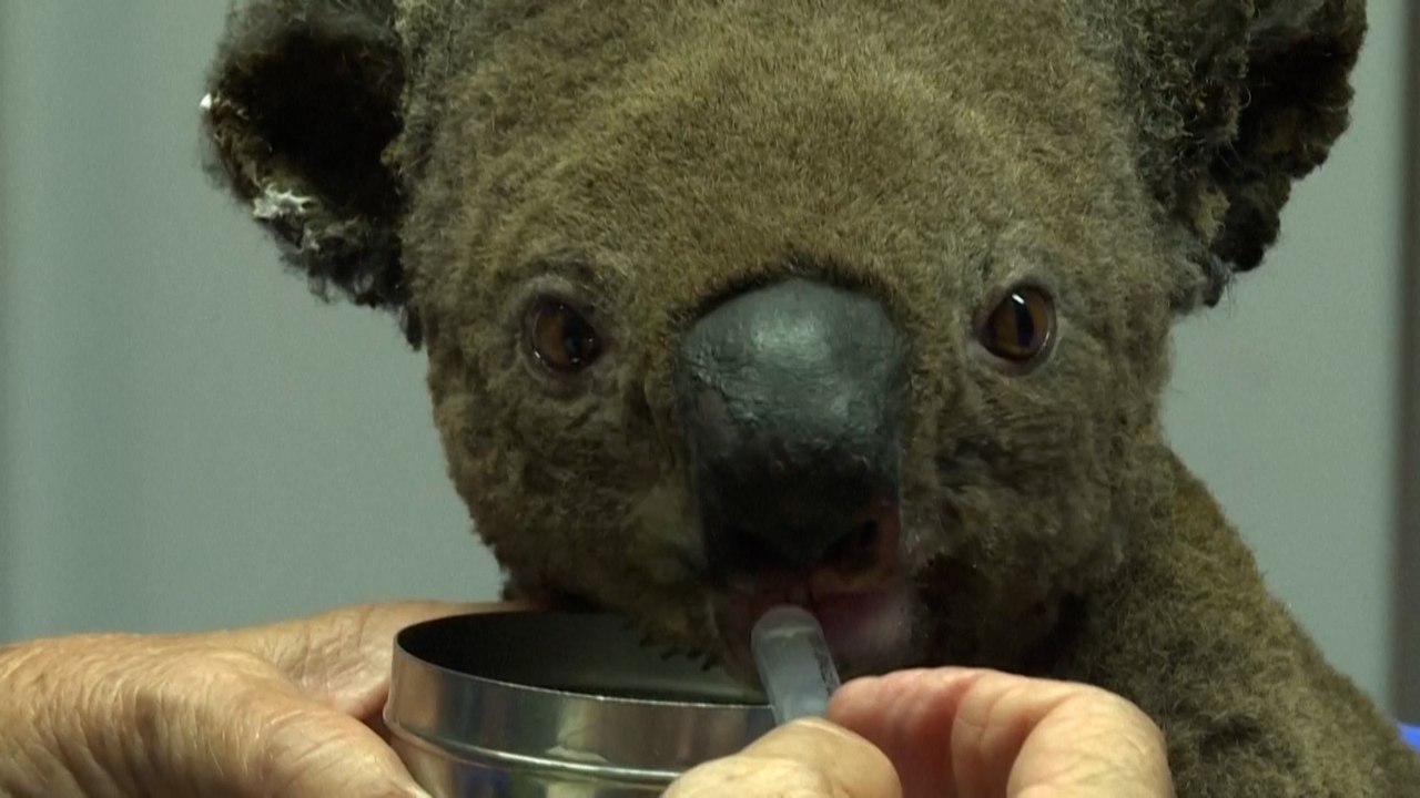 Drei Milliarden Tiere von Buschbränden in Australien betroffen