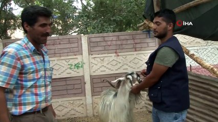 Deprem bölgesinde kurbanlıklar pazara indi