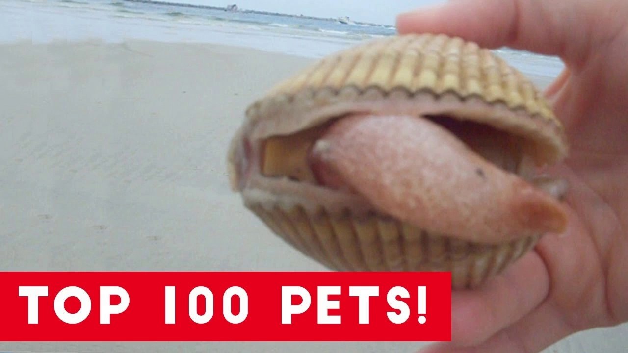 Top 100 Cute and Funny Animal Videos of 2017 _ Funny Pet Videos