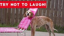 Try Not To Laugh At This Funny Pet Video Compilation _ Funny Pet Videos