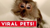 Try Not to Laugh at These Funny Viral Animals of 2017 _ Funny Pet Videos