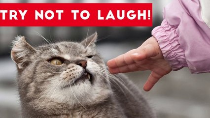 Try Not To Laugh At This Funny Pet Video Compilation _ Funny Pet Videos