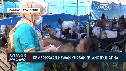 Ini Dia Ciri Ciri Hewan Kurban Yang Lolos Pemeriksaan. Catat Kriterianya!!!