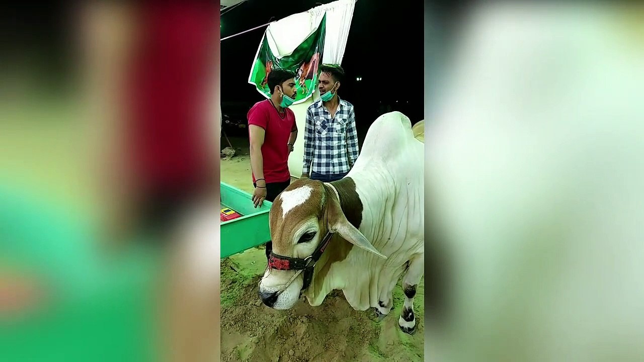 Funny Videos of Sacrificial Animals Eid-ul-Azha 2020 || #Funtimemaza