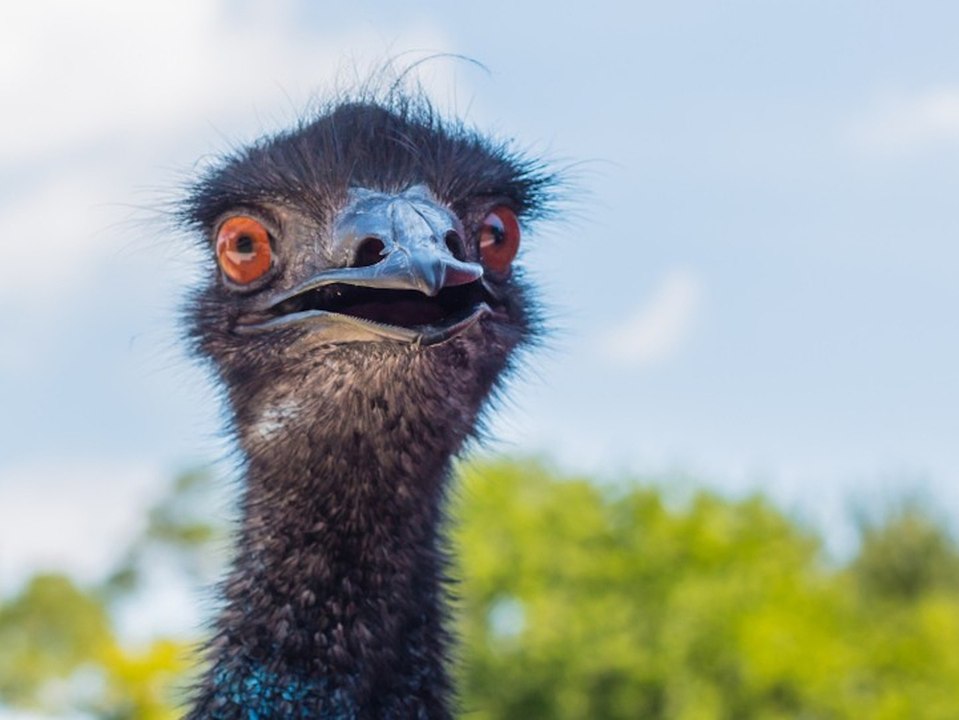 Verbot für freche Vögel: Australischer Wirt verbannt Emus
