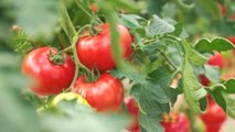 3 Secrets to Harvesting the Best-Tasting Tomatoes