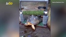 Tortoise Likes Having Its Back Scratched So Much, Zookeepers Built a Back-Scratching Device for It