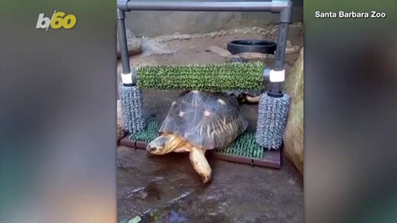 Tortoise Likes Having Its Back Scratched So Muc...