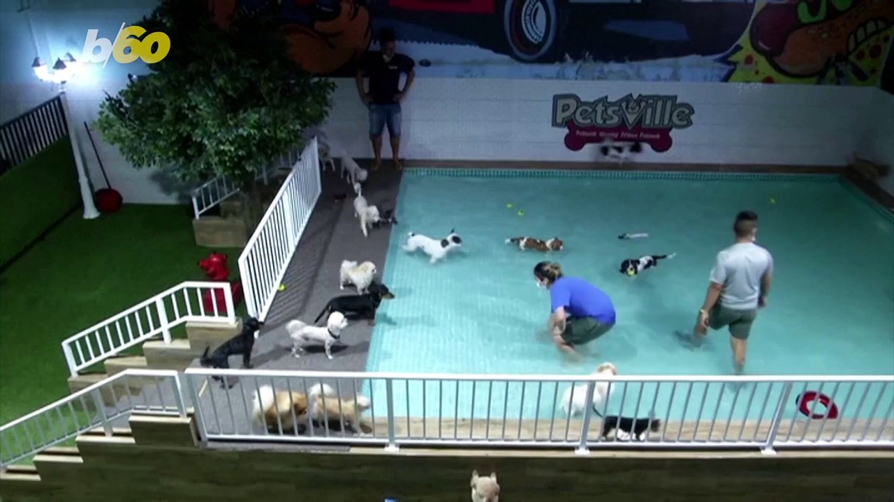 Hot Dog! Dubai Doggie Daycare Has Water Park to Let Panting Pooches Cool Down!