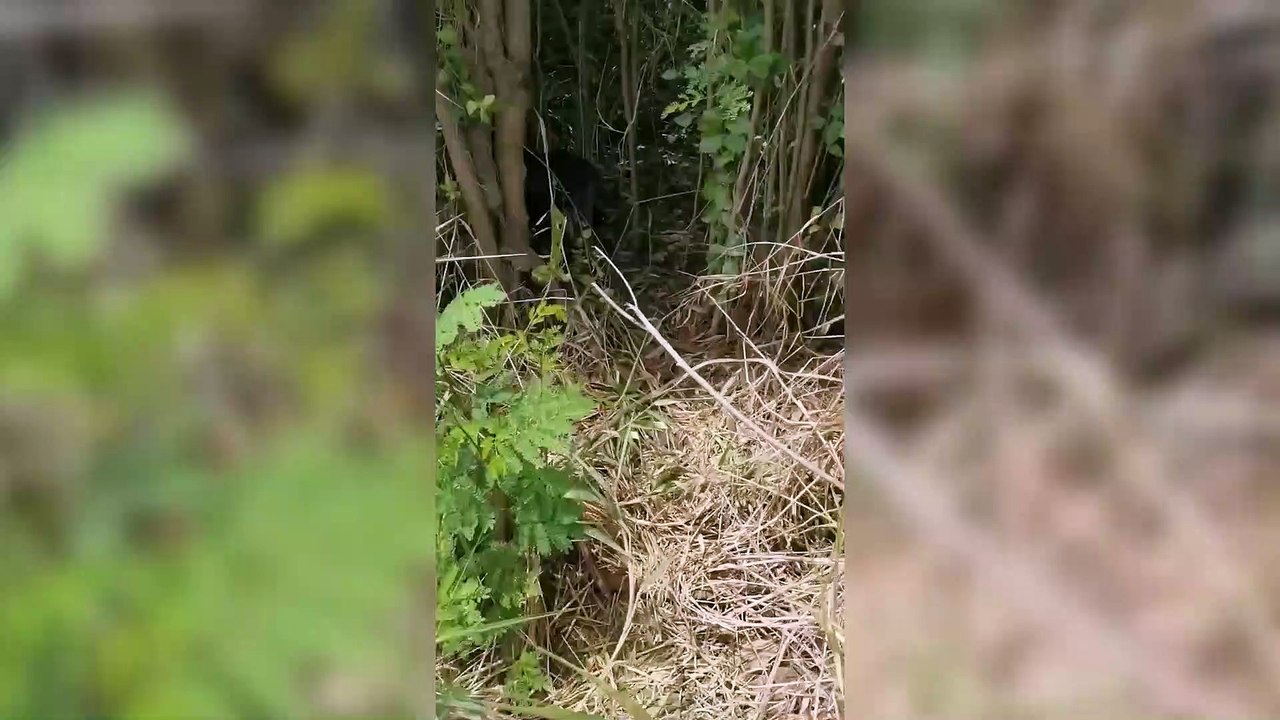 Mother dog leads human friend to her six newborn puppies