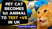 Coronavirus: Pet cat becomes first animal to test positive for COVID-19 in UK | Oneindia News