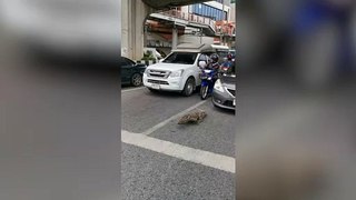 Monitor lizard jay walks in front of cars