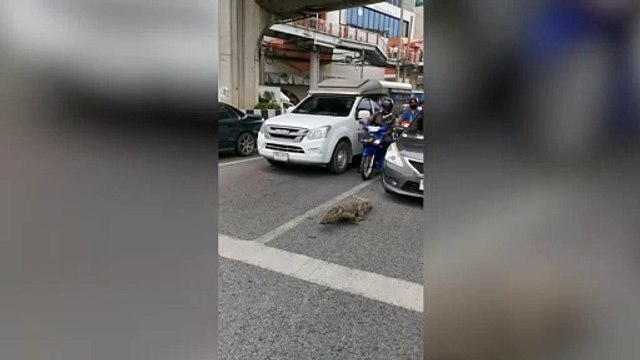 Monitor lizard jay walks in front of cars
