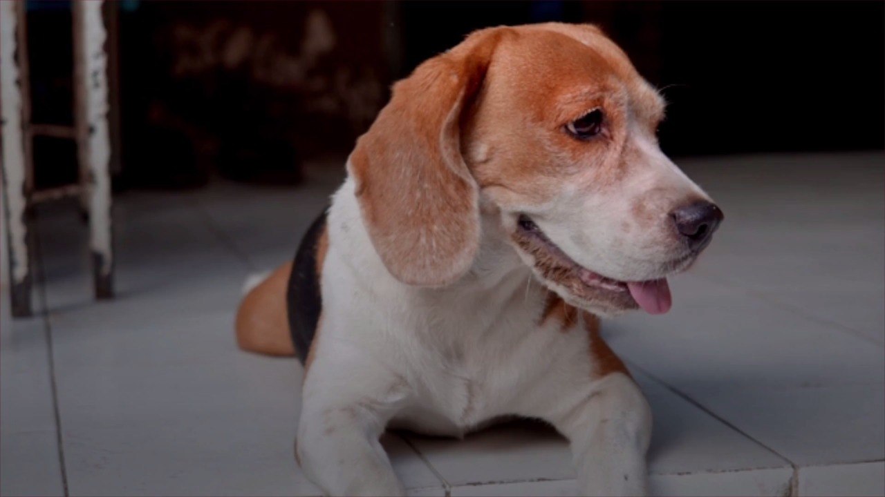 Science Explains How Lost Dogs Can Always Find Their Way Home
