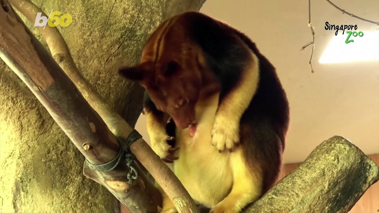 Oh, Hello! See Rare Joey Pop His Head Out of His Mother’s Pouch