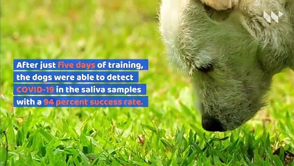 German Veterinary University Trains Dogs to Sniff Out COVID-19