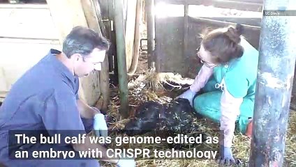 This Bull Calf, Named Cosmo, Was Designed To Produce 75% Male Offspring