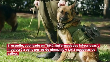 Universidad veterinaria alemana entrena perros para olfatear el Covid-19