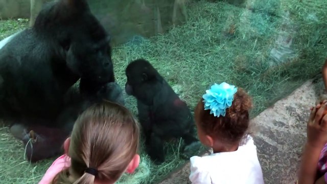 Ce bébé gorille défie son papa... Courageux