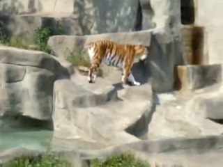 Ce tigre a peur... des oiseaux