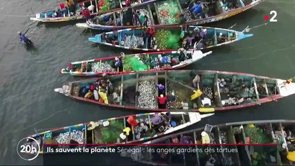 Au Sénégal, des habitants sauvent les tortues