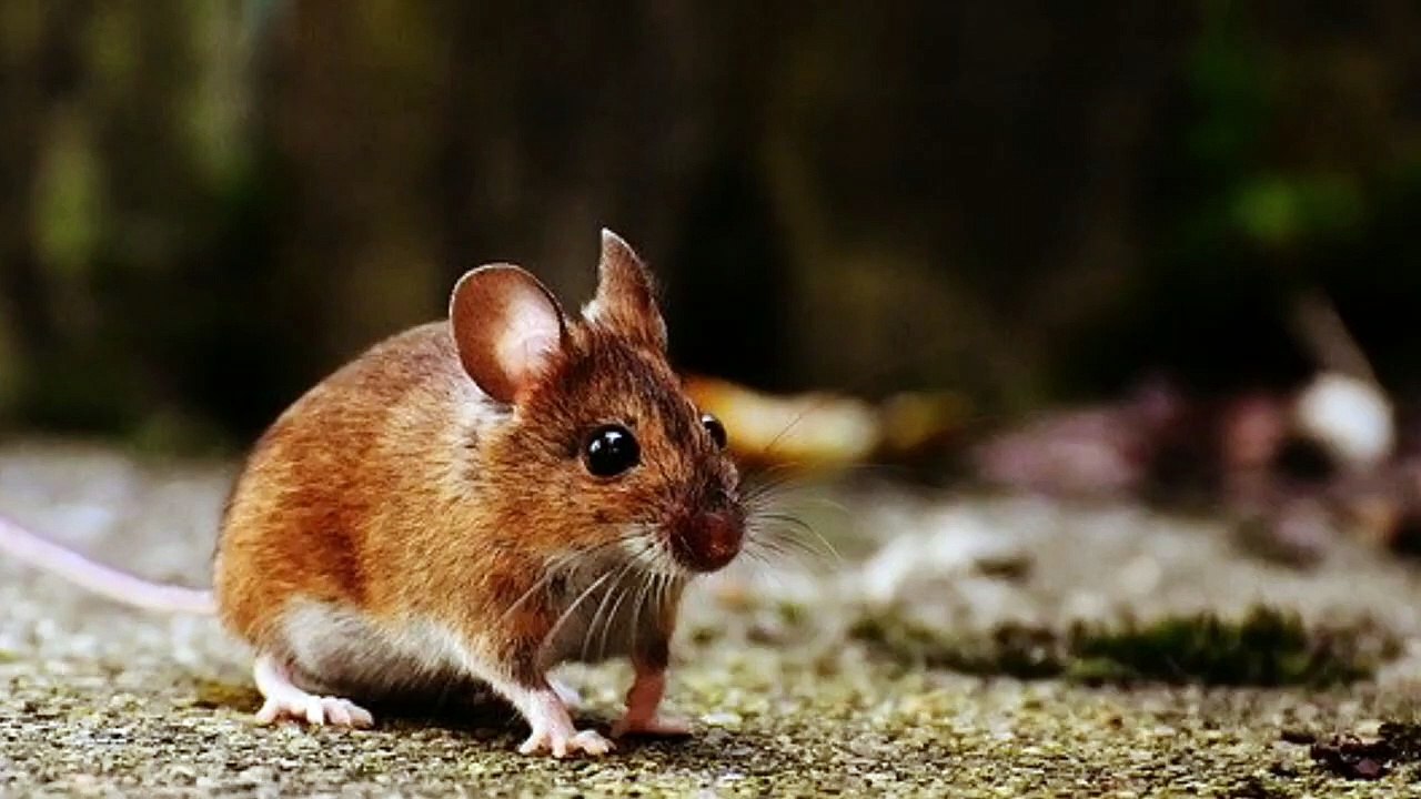 How Small A Hole Can A Mouse Get Through?