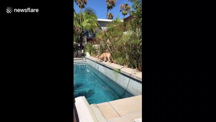 Dog in California hilariously falls in the pool