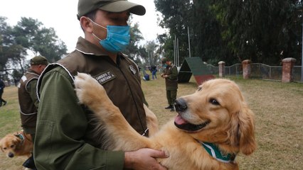 Dogs In Chile Are Being Trained To Smell Covid-19