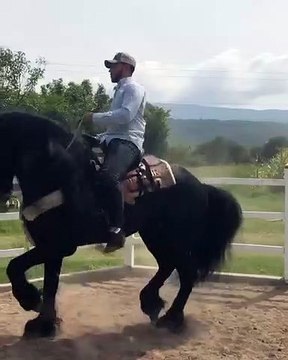 Incroyable dance de cheval frison noir