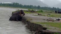Mother elephant helps her struggling baby calf climb out of a river in India
