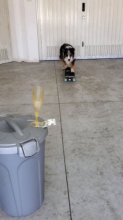 Nimble Dog Pulls Bill from under Glass while Riding a Skateboard