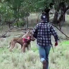 Kangaroo hunts hyena