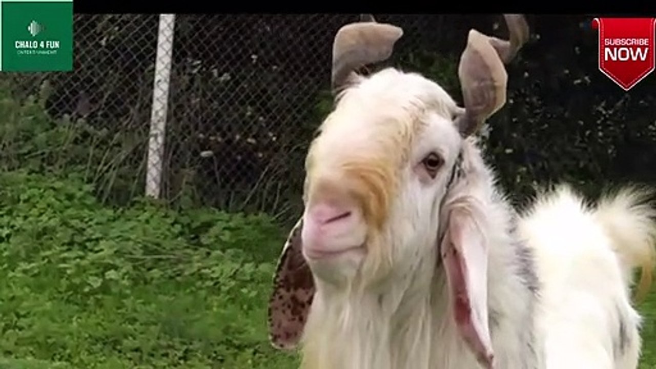 Anokha Bakra