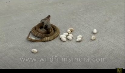 Cobra snake lays eggs in the middle of the road, in India!