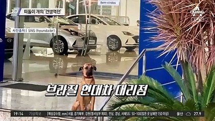 떠돌이 개의 ‘견생역전’