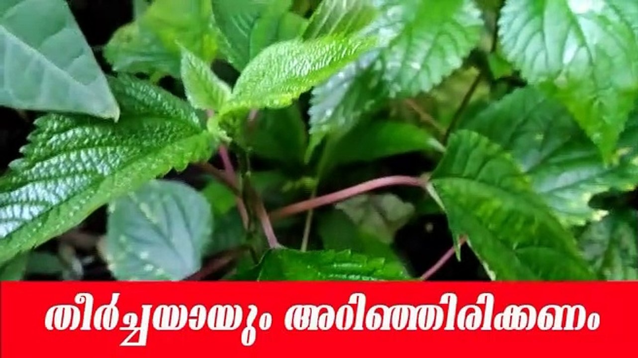 ഈ ചെടി വീട്ടു പരിസരത്തോ പറമ്പിലോ കണ്ടിട്ടുള്ളവർ തീർച്ചയായും അറിഞ്ഞിരിക്കണം/Those who have seen this plant in the home or in the yard should definitely be aware