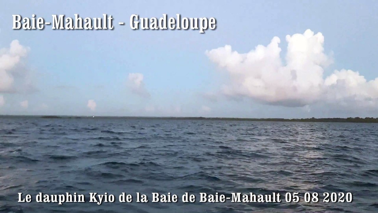 Kiyo le dauphin de Baie-Mahault 05 08 2020