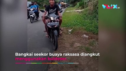 Buaya Raksasa Mati Harus Diangkut Traktor
