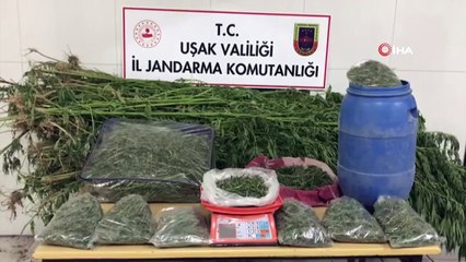 Uşak'ta 3 kilo kubar esrar ele geçirdi