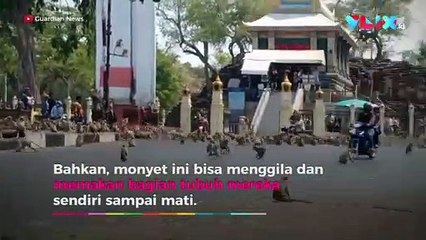 Invasi Monyet di Thailand Mirip Film "Planet of the Apes"