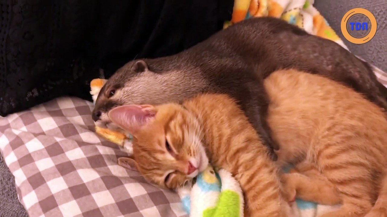 Une Loutre Fait Des Calins A Un Chat Pour S Endormir Video Dailymotion