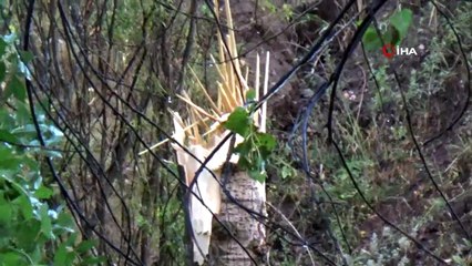 Kasırga onlarca ağacı kökünden söktü