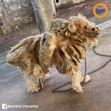 Insolite : ce chien est recouvert par 8 kilos de dreadlocks