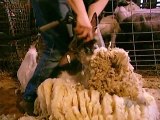 How Its Made - 207 Wool