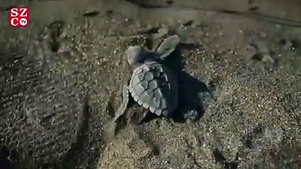Caretta caretta’larda son 10 yılın rekoru kırıldı