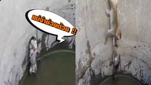 ชาวเน็ตสุดลุ้น !! ตามติดนาทีแม่ลิงพยายามช่วยลูกตกบ่อน้ำลึกกว่า 10 เมตร