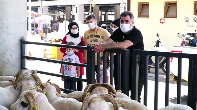 4 boynuzlu koç görenleri şaşkına çeviriyor