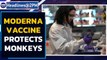 Moderna vaccine protects monkeys, next: 30,000 humans on trial | Oneindia News